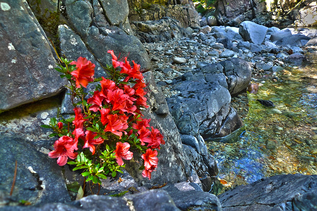 Japanese flowers beside a
