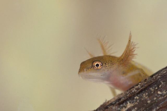 smooth newt tadpole edited