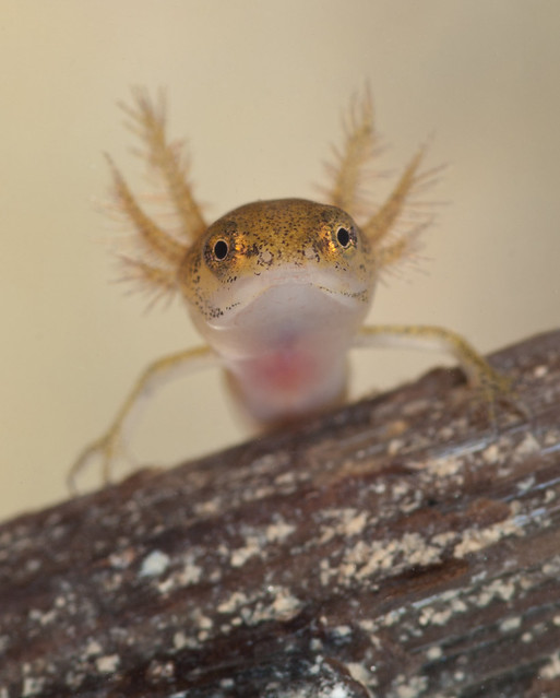 smooth newt tadpole looking over twig head on edited
