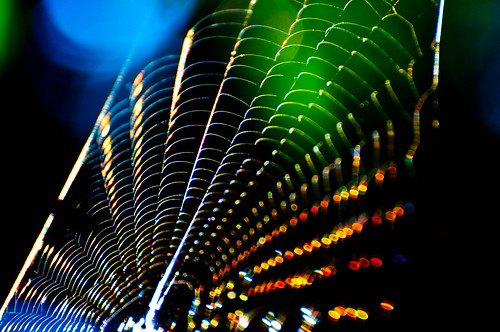 Spiderweb reflecting light