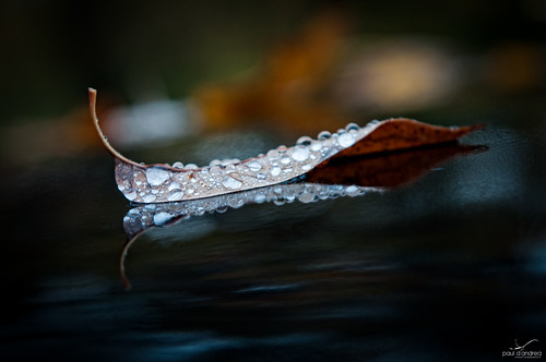 Leaf on a puddle with small water droplets on the leaf