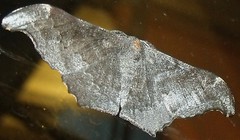Geometrid moth (Hyposidra talaca)