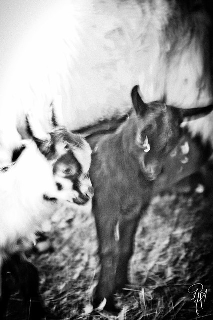 crazy goat eyes I have a bit of a thing for crazy blurred eyes