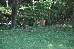 2011-07-17 - First Deer Sighting of the Summer