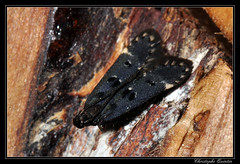 Lepidoptera/Gelechiidae