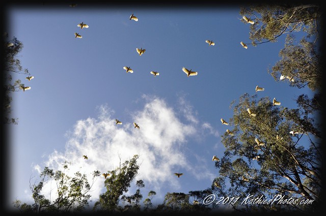 Cockatoos in flight