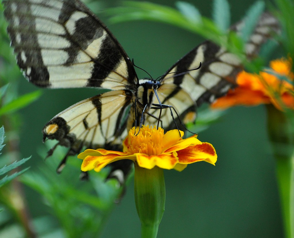 Butterfly on a Marigold Flower