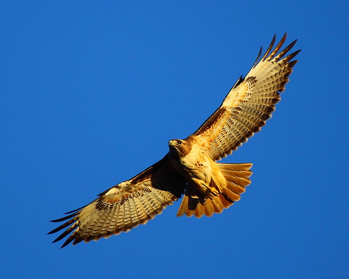 IMG_9005 Red-Tailed Hawk, Sacramento National Wildlife Refuge by ThorsHammer94539