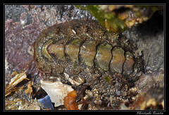 Mollusques polyplacophores