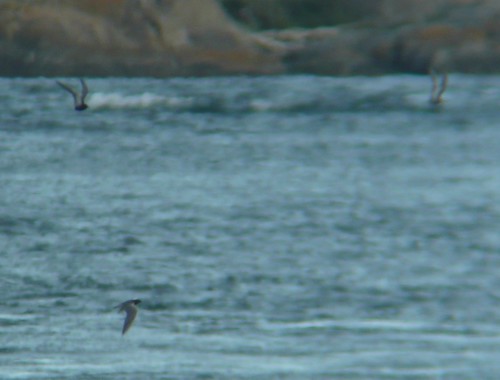 Black Terns, Ten Mile Point, Victoria, 30 June 2011