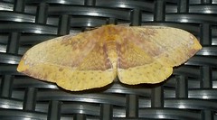 Monkey Moth (Eupterote sp.)(B) (x3)