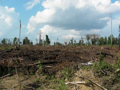 印尼廖內省被砍伐的雨林。（圖：Rainforest Action Network）