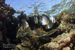 Red Sea Reefs