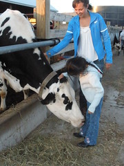 Olivia Petting a Dairy Cow