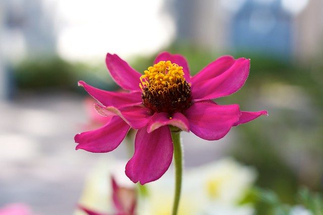 Pinkki kukka. Kuva: Mikko Saari
