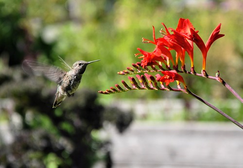 Hummingbird by ngawangchodron