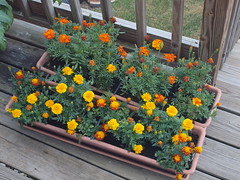 2011 Deck Garden Week Seven