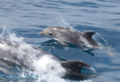 Dolphins- Dana Point, Ca