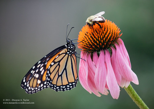 Monarch and Bee