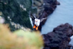 Of Puffins and People