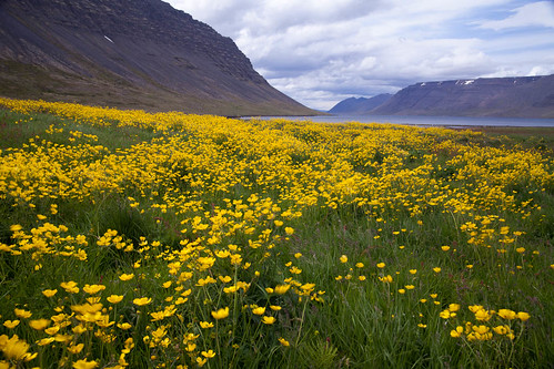 Iceland Flowers