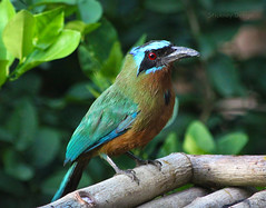 Tobago Birds