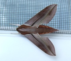 Hawk Moth (Hippotion sp.)