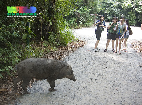 Wild boar (Sus scrofa) surprises visitors to Chek Jawa