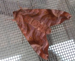 Hawk Moth (Acosmeryx anceus) (x4)