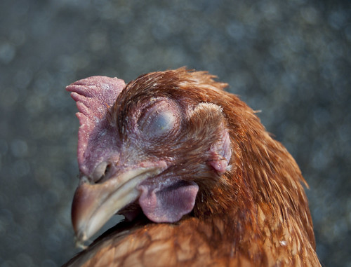 Portrait of a Dead Hen