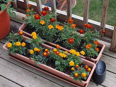 2011 Deck Garden Week Four
