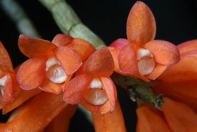 Dendrobium lawesi orange