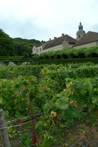 Vineyard: Abbey at Hautvillers