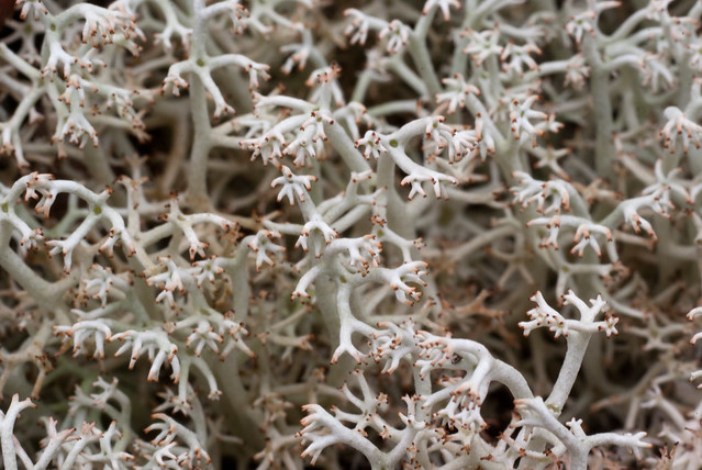 lichen - Cladonia rangiferina
