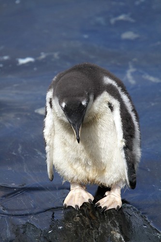 Penguin by James Simison