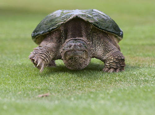 This is a Snapping Turtle