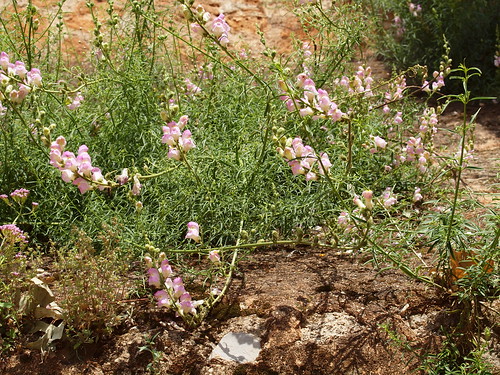 Antirrhinum majus subsp. tortuosum (Lam.) Rouy = Antirrhinum tortuosum Vent.