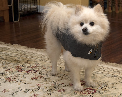 Pomeranian wearing Thundershirt