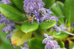 Bees, Beetles, Bugs & Butterflies