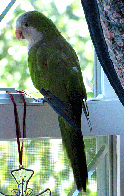 Naughty Quaker Parrot (animated-GIF)