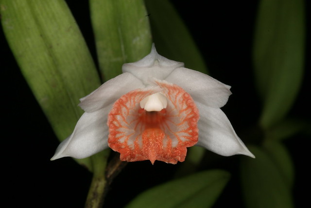 Dendrobium jaintianum 1462