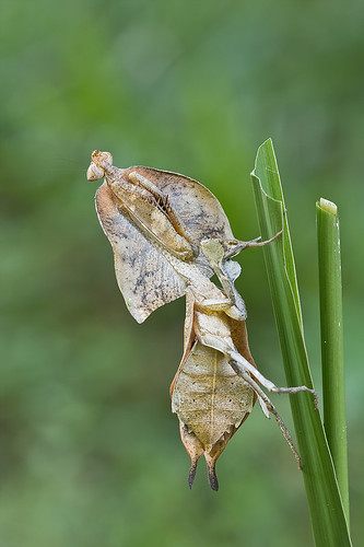 Beautiful dead leaf mantis, <i>Deroplatys truncata</i> IMG_6108 copy