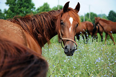 Lexington Horses