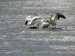 Horn Rapid Dam Pelicans 2011