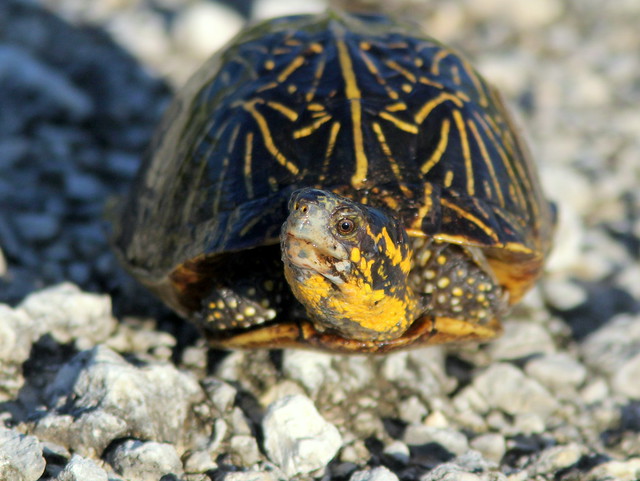 Florida Box Turtle (Terrapene carolina bauri) 20110721