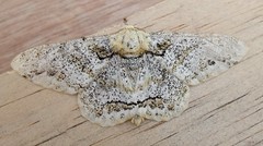 Looper moth (Biston suppressaria)(x3)