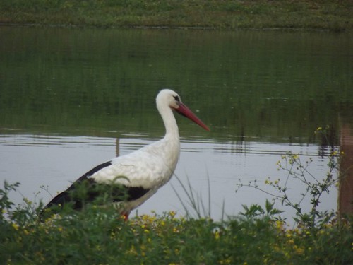 white stork  - ciconia ciconia - gólya