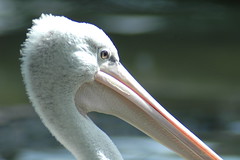 Safaripark: watervogels (overig)