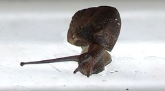 Snail (A)