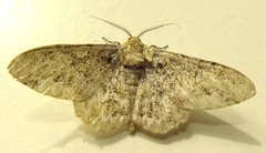 Geometrid Moth (Biston sp.)